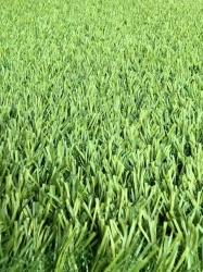 人造草坪选购攻略：草丝材质和耐磨性是关键